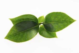Green tea leaf isolated on white background