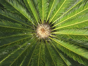 Cycas palm