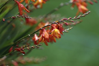 Panicle Montbretia, Crocosmia paniculata, Aunt-Eliza