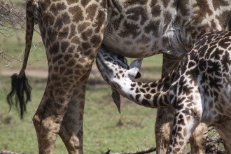 Baby giraffe being suckled by its mother