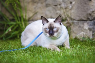 Young cat Siam oriental group Mekong bobtail walks in graß on blue leash. Pets walking outdoor