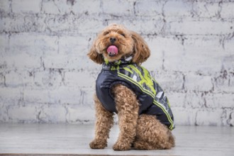 Small funny dog of brown colour with curly hair of toy poodle breed posing in clothes for dogs.