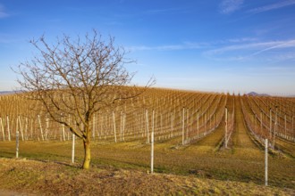Apple Orchard Rows in spring. Fruit trees over bright blue sky. Apple orchard park by dawn early