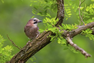 Jay, European Jay, Jay, eurasian jay (Garrulus glandarius), Geai des chênes, Arrendajo Común,