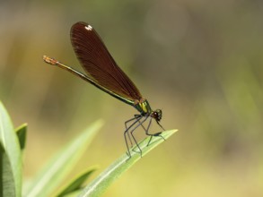 Dragonfly, Dragonfly, Dragonfly, Greece, Lesbos Island, (Crocothemis erythraea), Lesbos, Lesbos