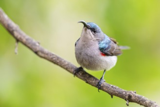 Double-banded Sunbird, Sunbirds, (Cinnyris afer), Garden Route National Park, Wil, Wilderness,