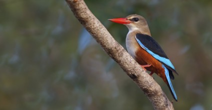 Grey-headed Kingfisher, Grey-headed Kingfisher, Tendaba camp Tendaba photo hid, Kwinella, South