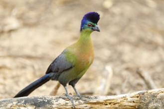Purple-crested Turaco, Violet-crested Turaco, (Gallirex porphyreolophus), Musophaga porphyreolopha,