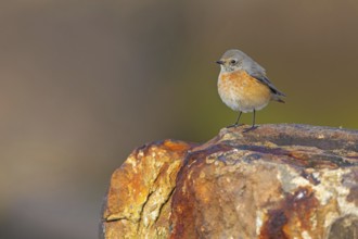 Common Redstart, Redstart, (Phoenicurus phoenicurus), Flycatcher, Mannheim, Baden-Württemberg,