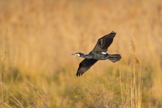 Great cormorant (Phalacrocorax carbo), Grand Cormoran, Cormor-n Grande, flight photo,