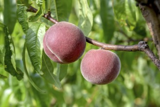 Peach (Prunus persica 'Spring Lady'), Baum- und Rebschule Schreiber KG, Poysdorf, Lower Austria,