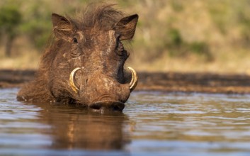 Ware pig, (Phacochoerus africanus) takes a dip in the water, Zimanga, South Africa, Africa