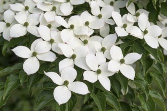 Chinese flowering dogwood (Cornus kousa var. chinensis), Home Depot, United States of America