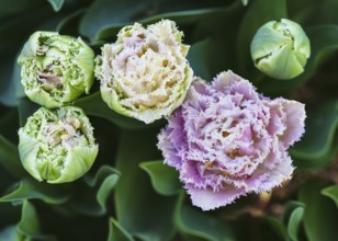 Top view of beautiful pink, white, double-fringed tulips Queensland (Tulip)