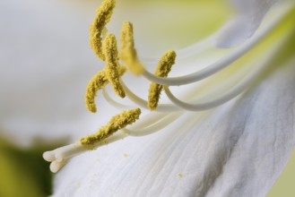 Hippeastrum hybrid, knight's star, flower (Hippeastrum, Flos)