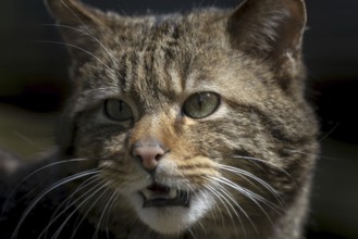 European wildcat (Felis silvestris)