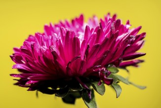 Beautiful blooming red aster Lady Coral on a yellow background. Flower head close-up, Odessa,