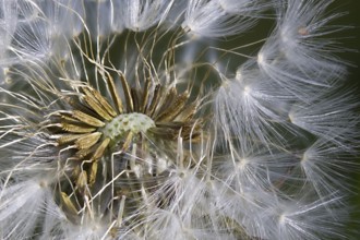 Dandelion - Dandelion (Taraxacum sect. Ruderalia)