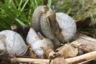 Vineyard snail - mating (Helix pomatia)