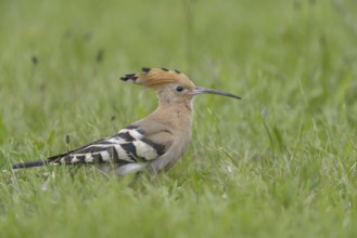 Hoopoe (Upupa epops)