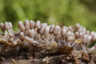 Brick red slime mould (Arcyria denudata)