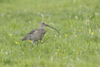 Eurasian curlew (Numenius arquata)