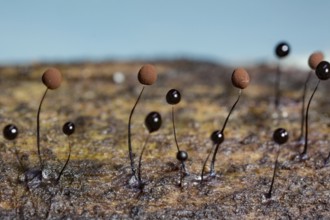 Slate grey filamentous globule (Comatricha nigra)