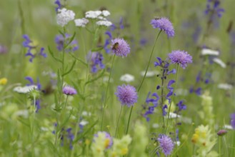 Flower meadow in the Swabian-Franconian Forest nature park Park, spring, June, scabiosa, viper's