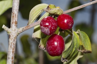 Cornelian cherry (Cornus mas)
