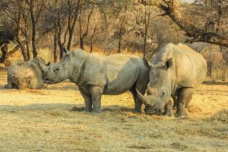 White rhinos, mom with baby, eat grass from the ground. Omaruru reserve, Namibia Africa