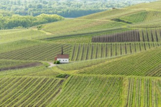 Eichert Kapelle in the vineyard in spring. Sasbach am Kaiserstuhl, Emmendingen Bade-Wurtemberg,