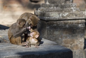 Monkey family holding a baby at a sacred temple in Nepal