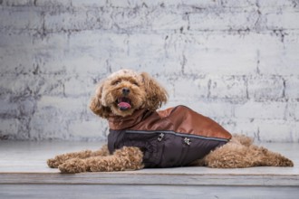 Small funny dog of brown colour with curly hair of toy poodle breed posing in clothes for dogs.