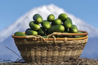 Wicker basket with freshly picked organic cucumbers on background of volcano cone and blue sky.