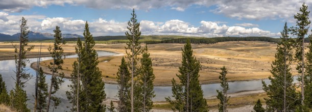 A buffalo herd grazing in the Hayden valley of Yellowstone NP, USA, North America