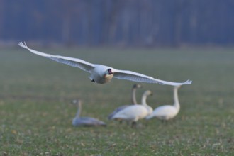 Mute Swan in flight and whooper swans in a meadow