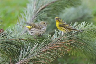 Serin on a branch. European Serin on a trunk, Female and male