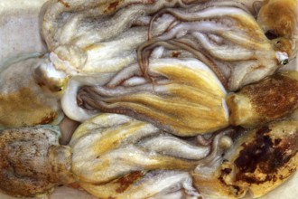 Octopus and cuttlefish pattern fishing catch in mediterranean