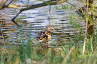 A mallard (Anas platyrhynchos) sitting on a tree trunk by the water, surrounded by green vegetation