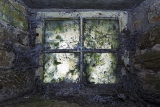 Window with cobwebs
