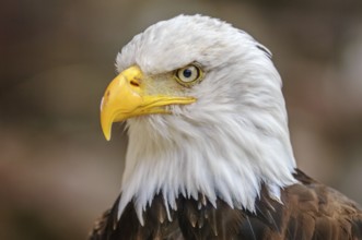 Bald Headed Eagle, close up shot with blurred background