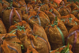 The green tea leaves in sacks on Nuwara Eliya plantation, Sri Lanka. Nuwara Eliya is the most