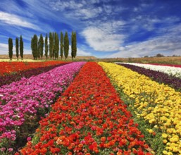 Field of multi-colored decorative buttercups Ranunculus Bloomingdale. Flowers planted with broad