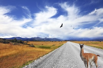 Above the dirt road on the pampa Andean condor soars. Curious llama watching the road. On the