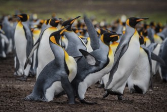 King penguins (Aptenodytes patagonicus), fighting over breeding partners during courtship,