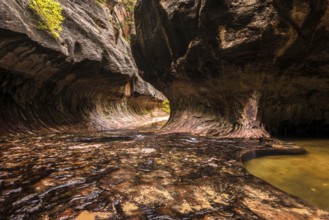 Magnificent Subway gorge landmark in the Zion National Park in Utah, USA, North America