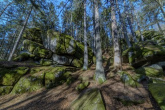 Moss-covered rocks and tall trees in a dense forest in shady light, Höllbachtal, Upper Palatinate