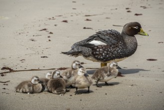 Falkland Steamer Duck (Tachyeres brachydactyla), female with chicks, Pebble Island, Falkland