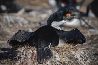 Blue-eyed Cormorant (Phalacrocorax atriceps) on its nest, also Imperial shag, Bleaker Island,