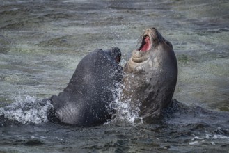 Young male Southern elephant seals (Mirounga leonina) playfully fighting in shallow water, Bleaker